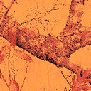 REALTREE EDGE® ORANGE